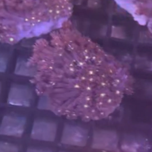 Australian Ultra purple Goniopora colony (5-8cm)