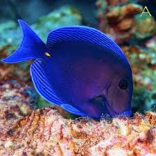Carribean Blue Tang