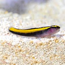 Gold Neon Goby