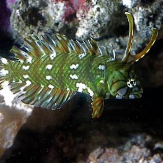 Dragon wrasse