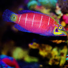 Mystery Wrasse
