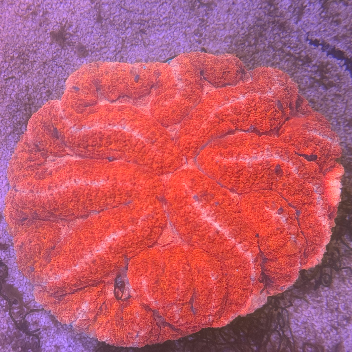 Ultra Pink Aussie Symphyllia Coral