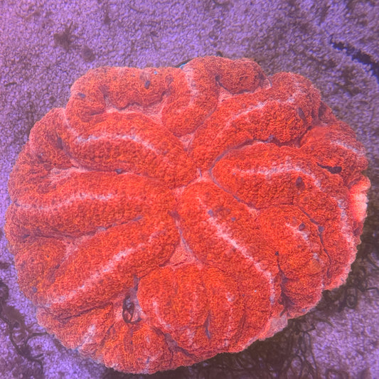 Ultra Pink Aussie Symphyllia Coral