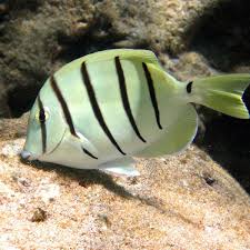 Convict Tang