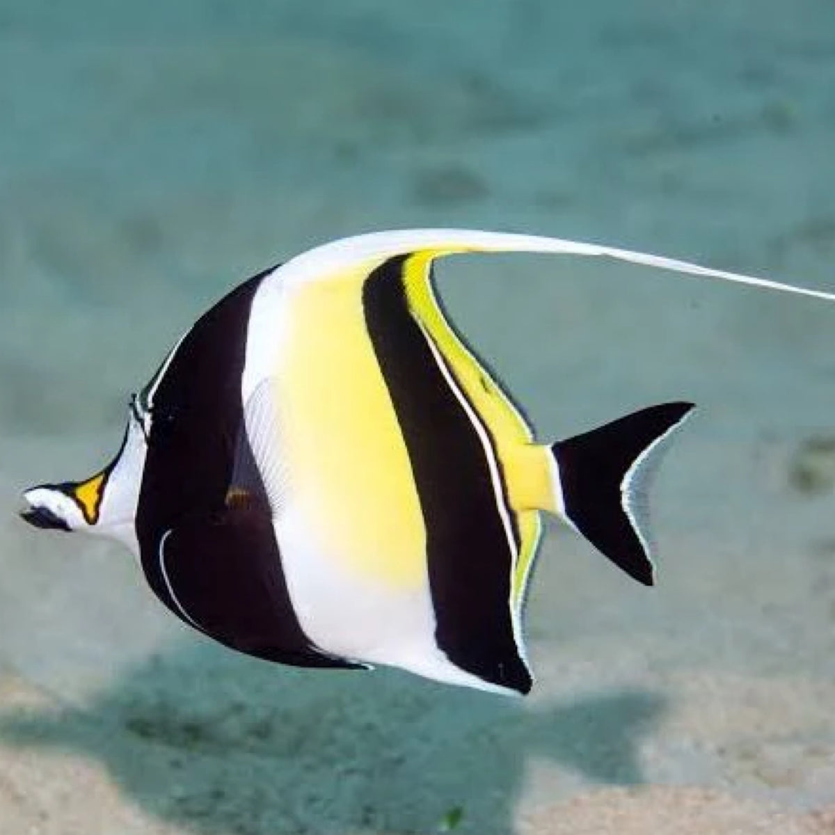 Moorish Idol