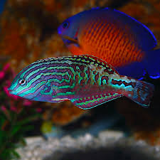 Peacock Wrasse (Male)