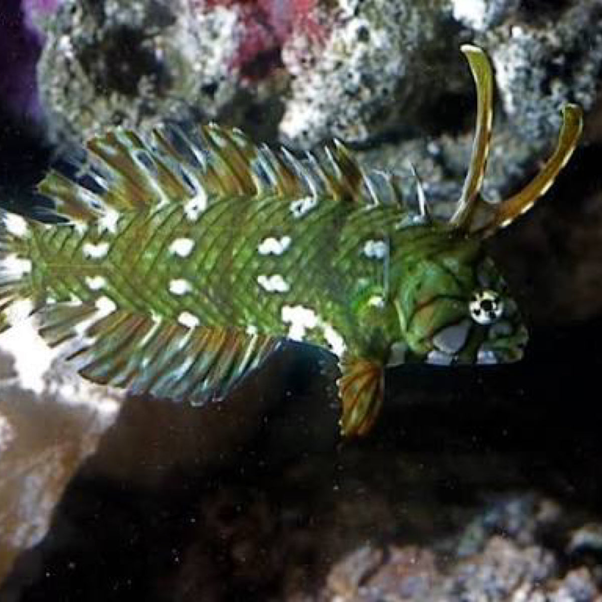 Dragon wrasse