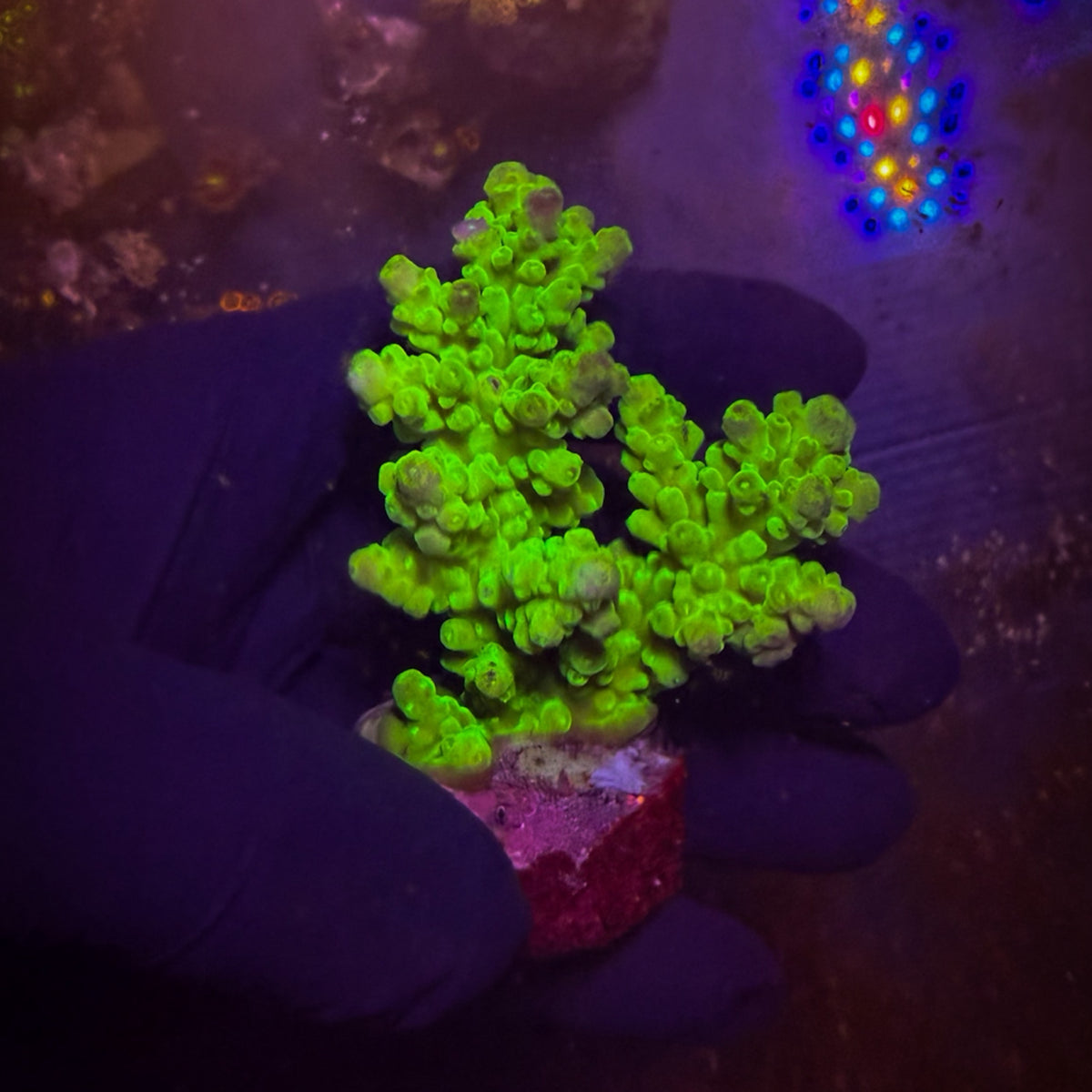 Toxic Shock Acropora Mini Colony [126]