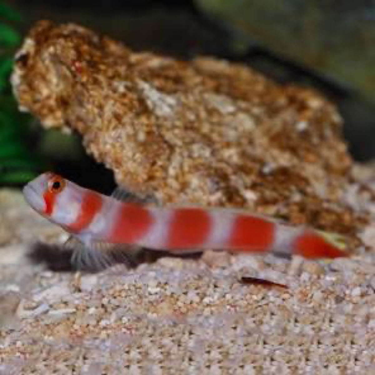 Suntail Goby
