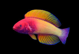 Red Velvet Fairy Wrasse
