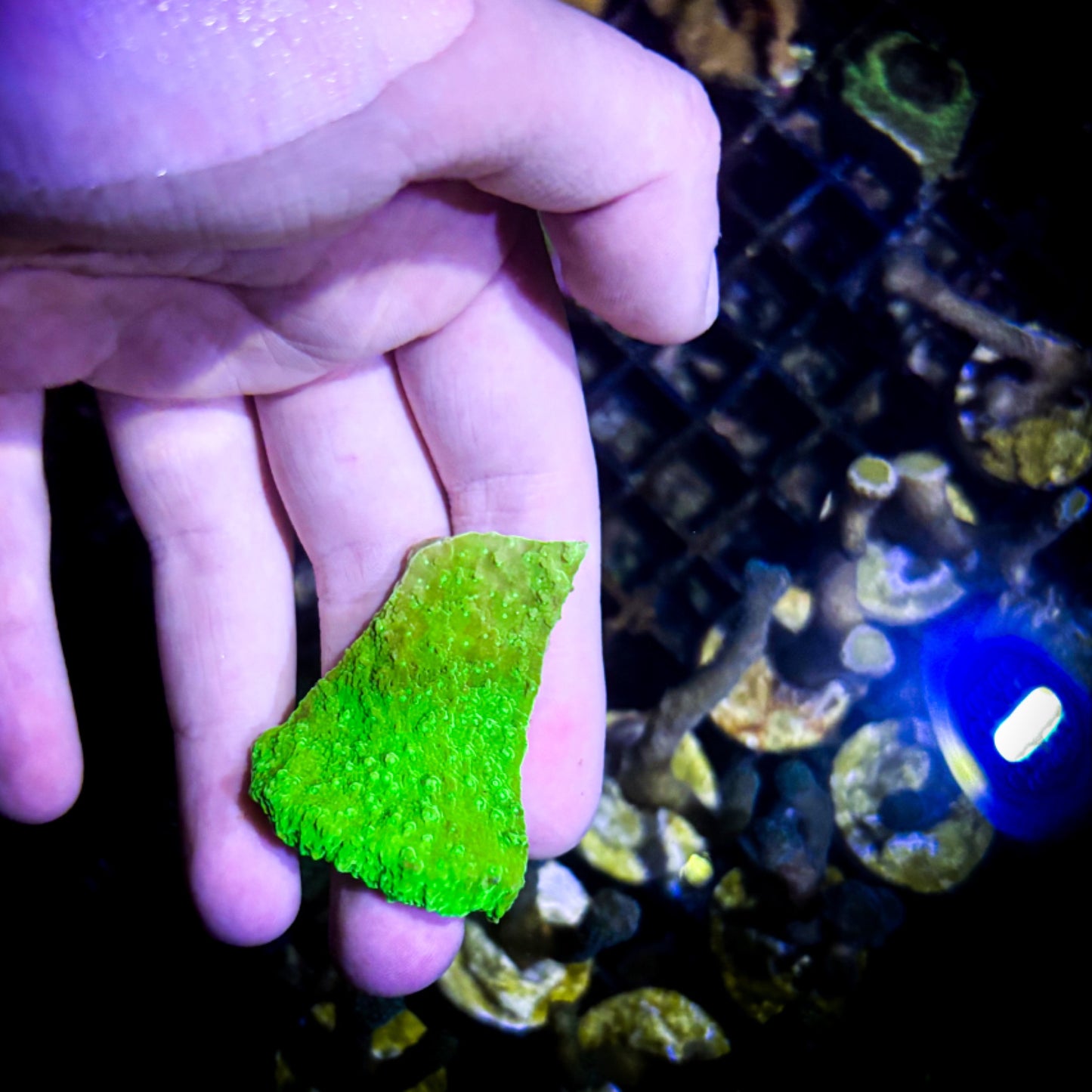 Green plating Montipora