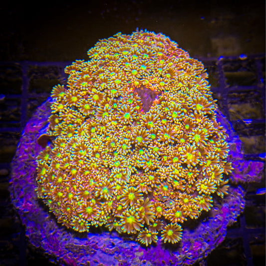 Goniopora L Special [120]