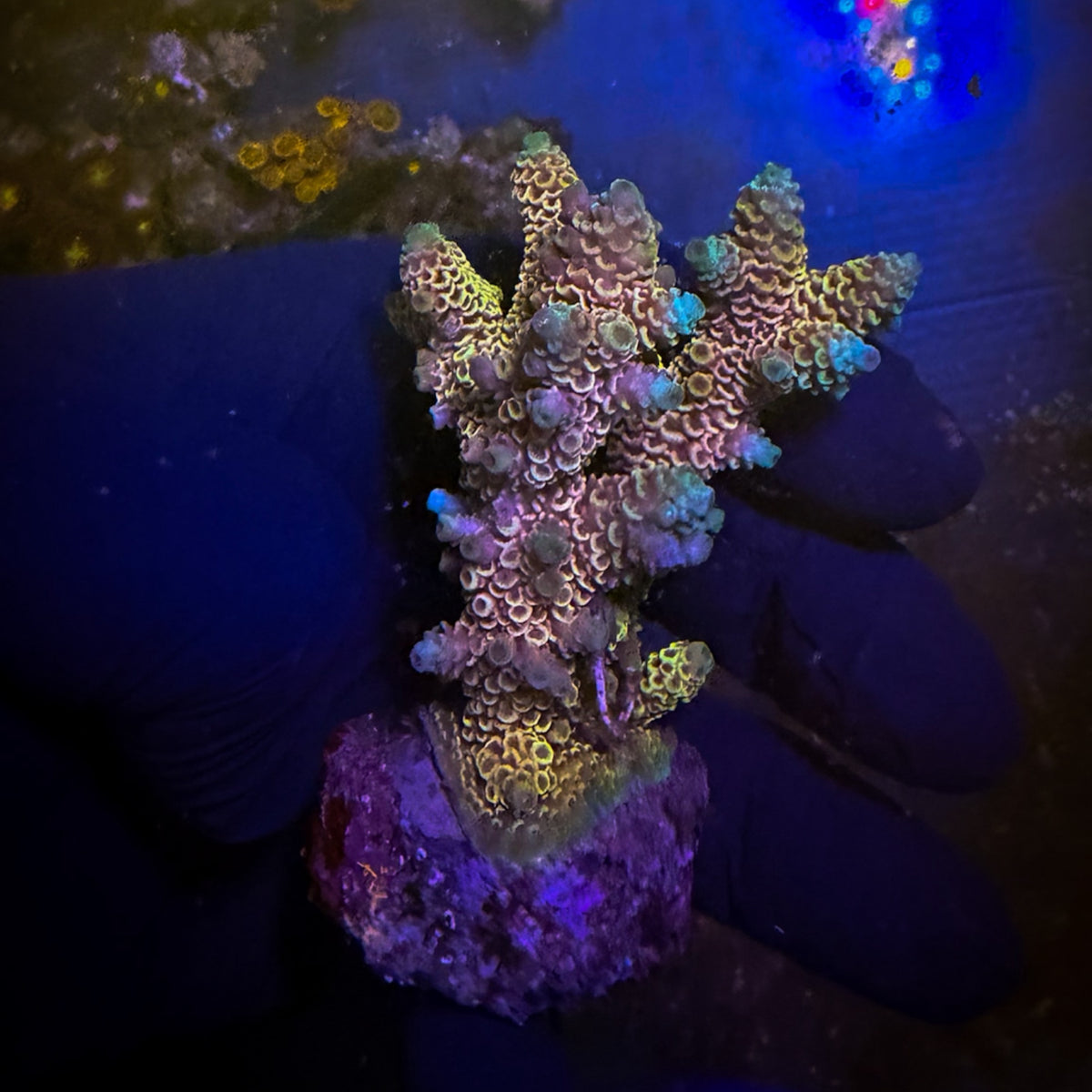 Rainbow Mini Acro Colony [105]