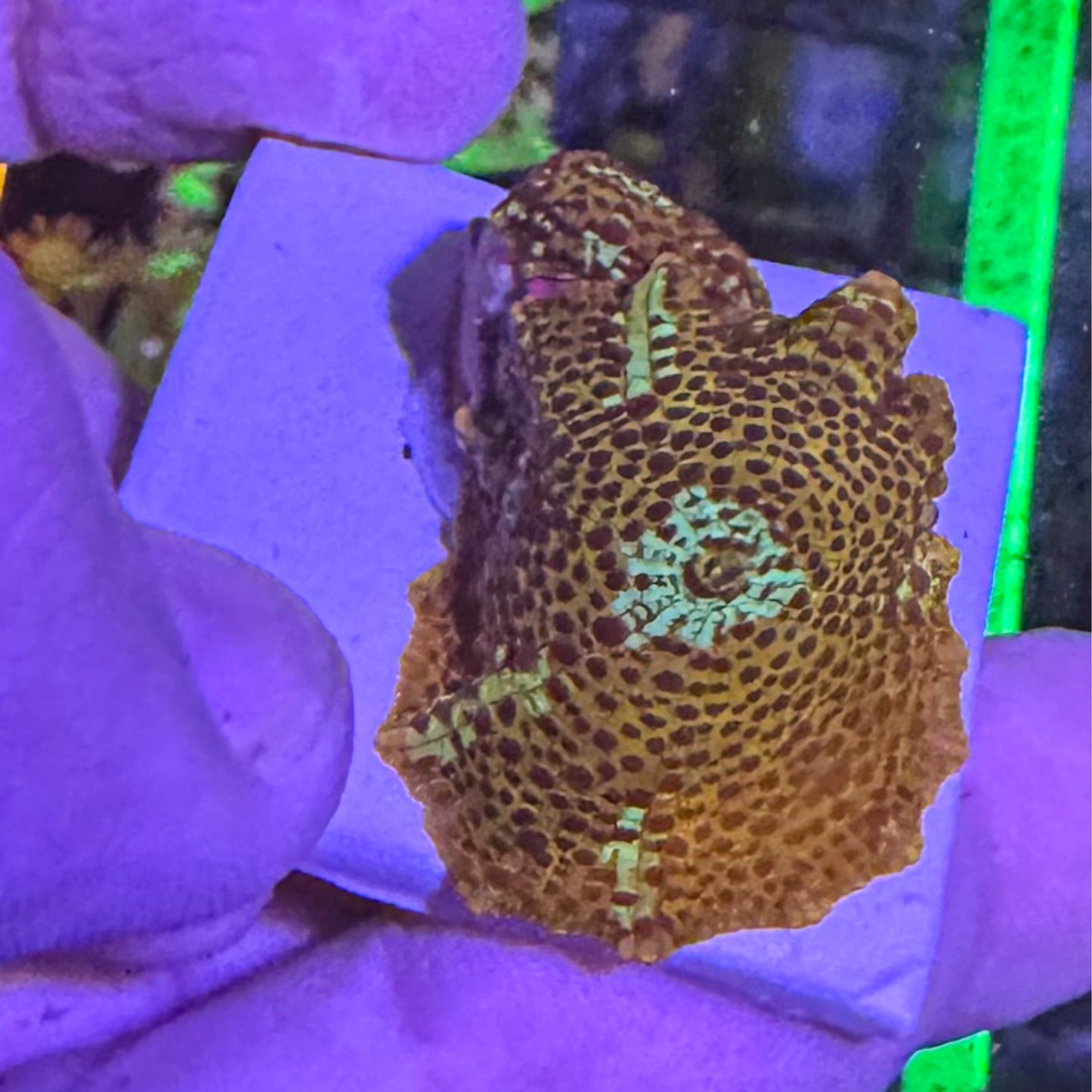 Leopard Discosoma Mushroom
