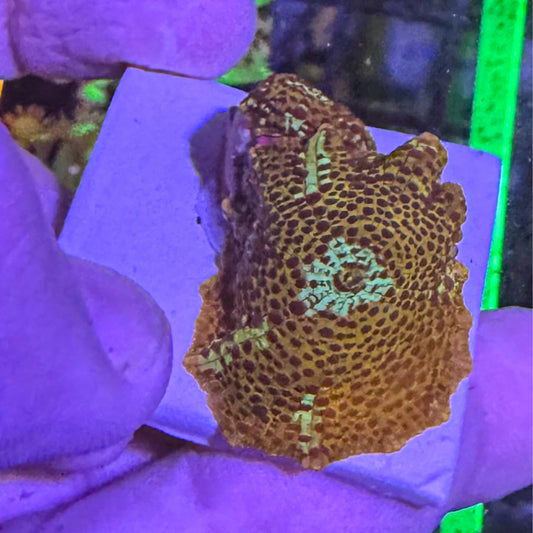 Leopard Discosoma Mushroom