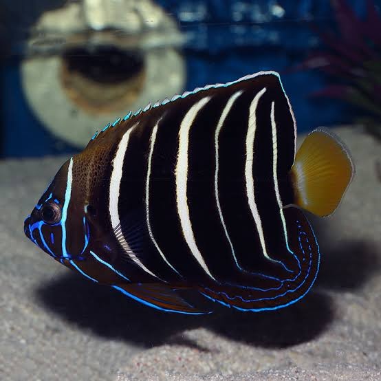 African Angel Juvenile