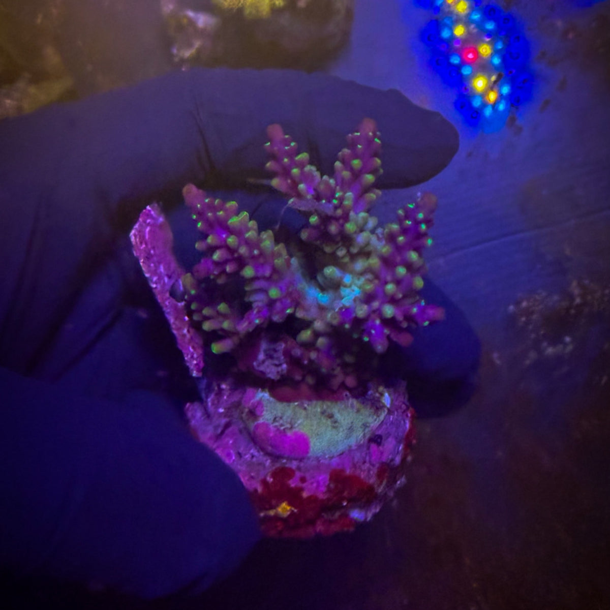 Miyagi Tort Mini Acro Colony [110]