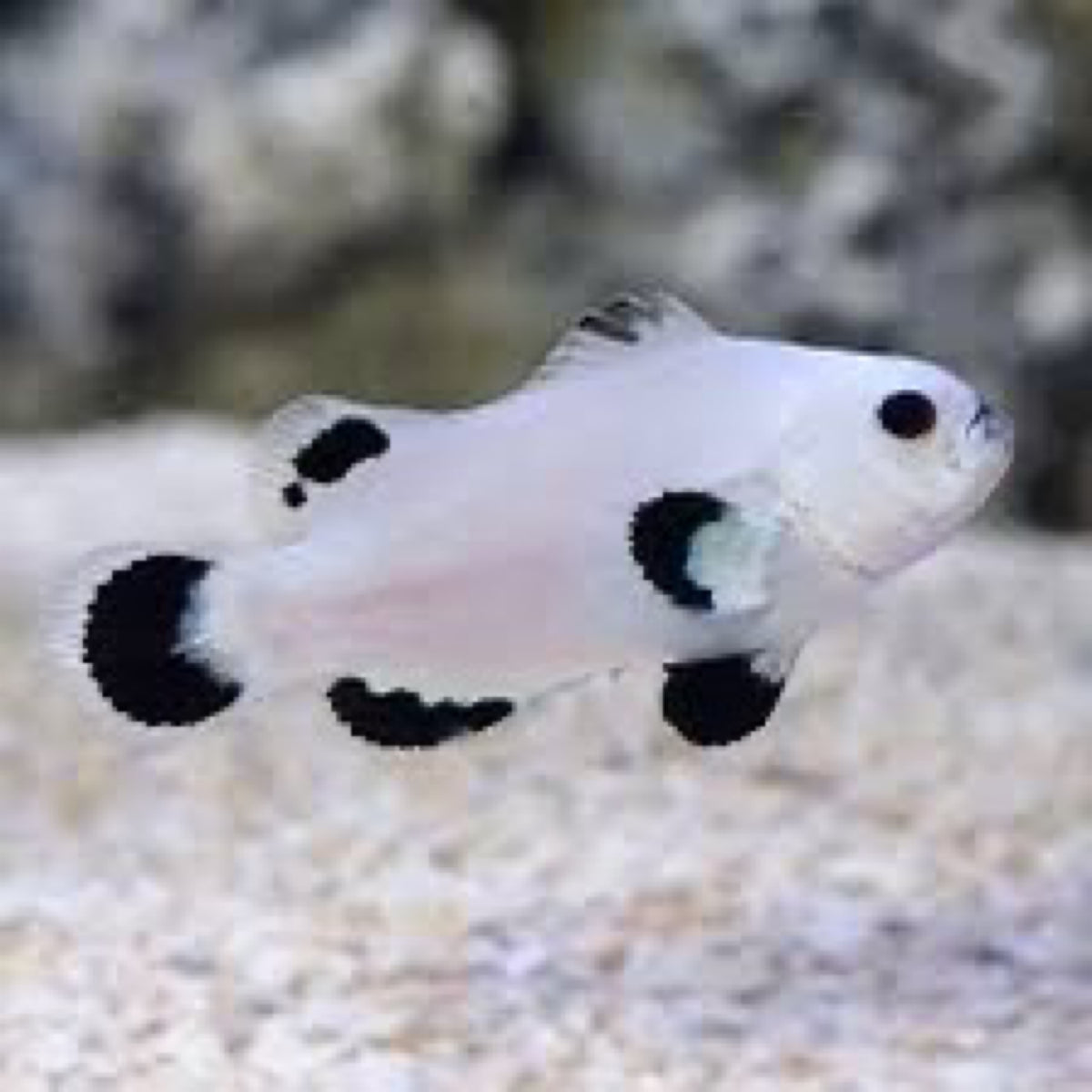 Plasma Storm clown fish pair