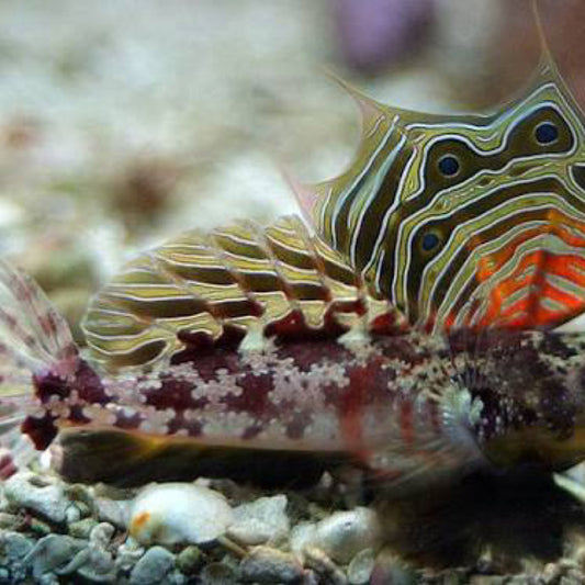 Red Scooter Blenny