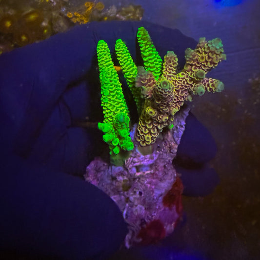 Toxic Sunset Grafted Mini Acro Colony [108]