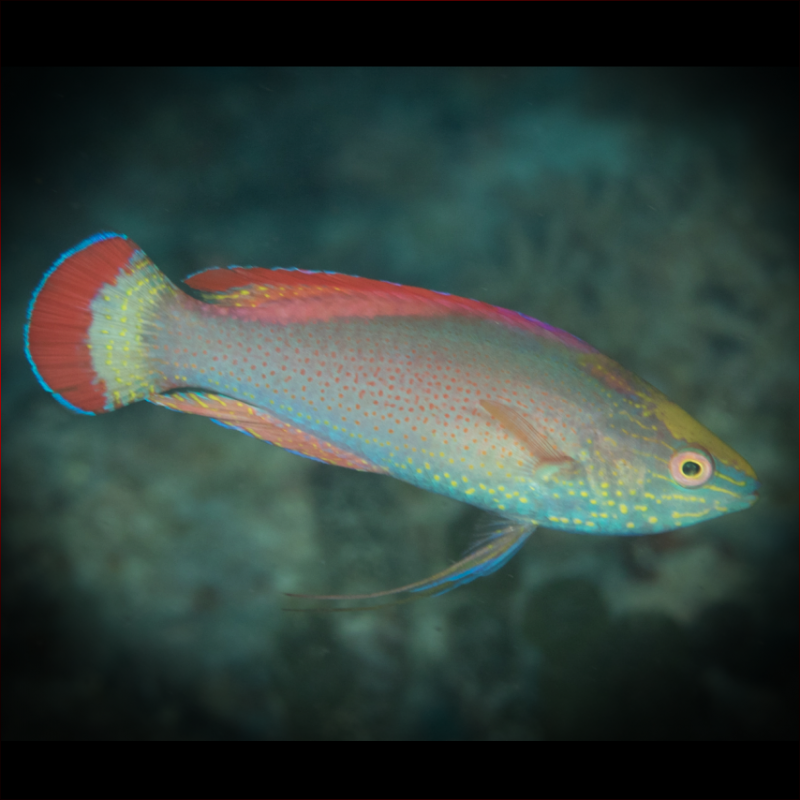 Pink Shimmering Fairy Wrasse