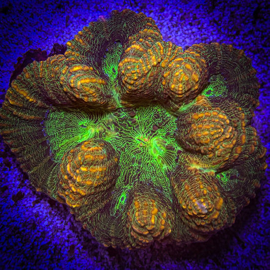Copper Symphyllia (88)