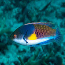 Ryukyu Fairy Wrasse