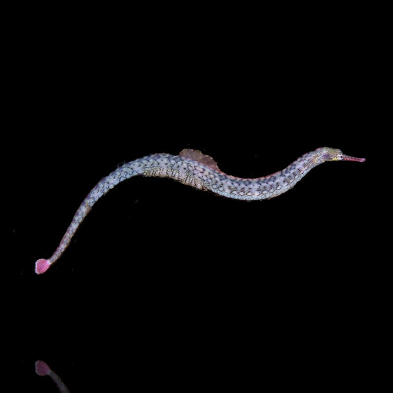 White Pipefish