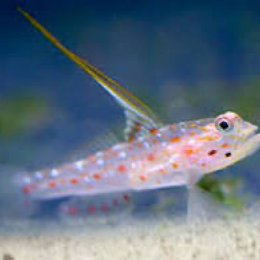 Hi Fin Spangle Goby/Pistol Shrimp Pair