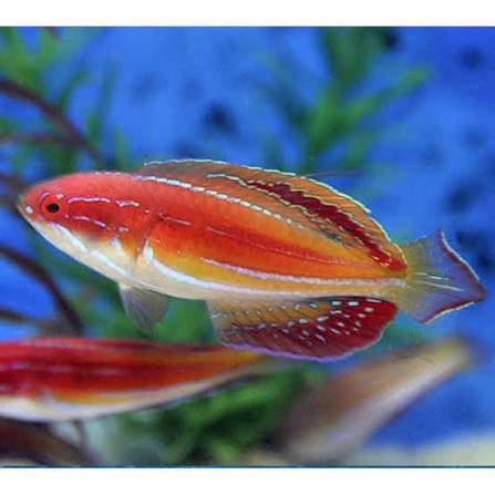 Diamond Tail Flasher Wrasse