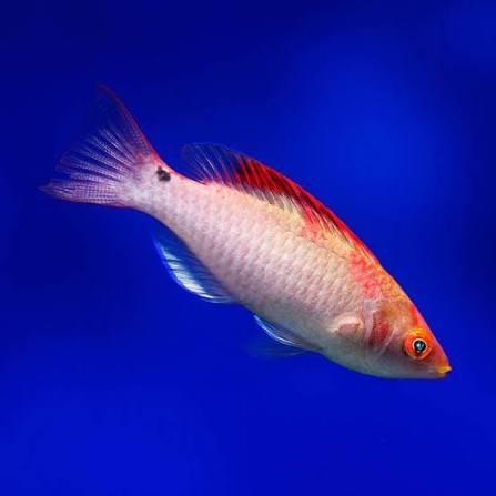 Rosy Fairy Wrasse