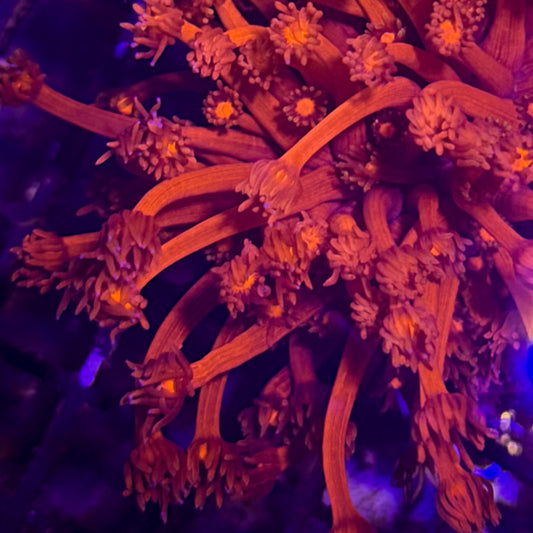 Red Goniopora [121]