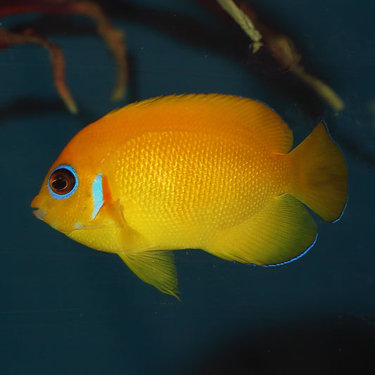 Lemonpeel Angel
