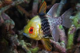 Pyjama Cardinalfish