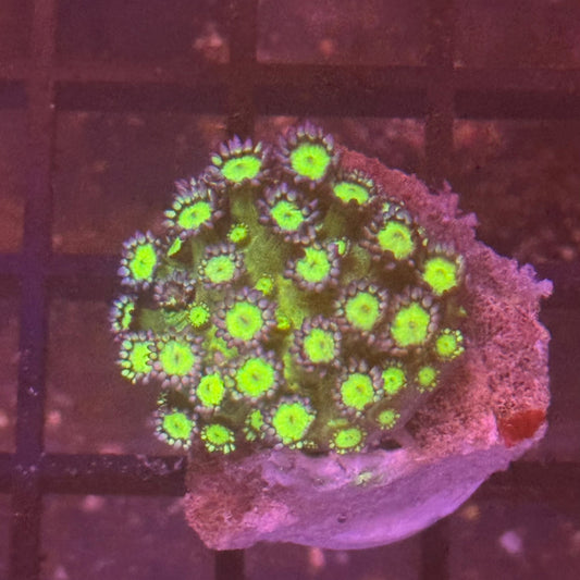 Medusa Goniopora