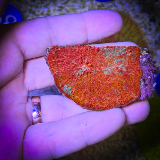 Red Dreams Chalice (84)
