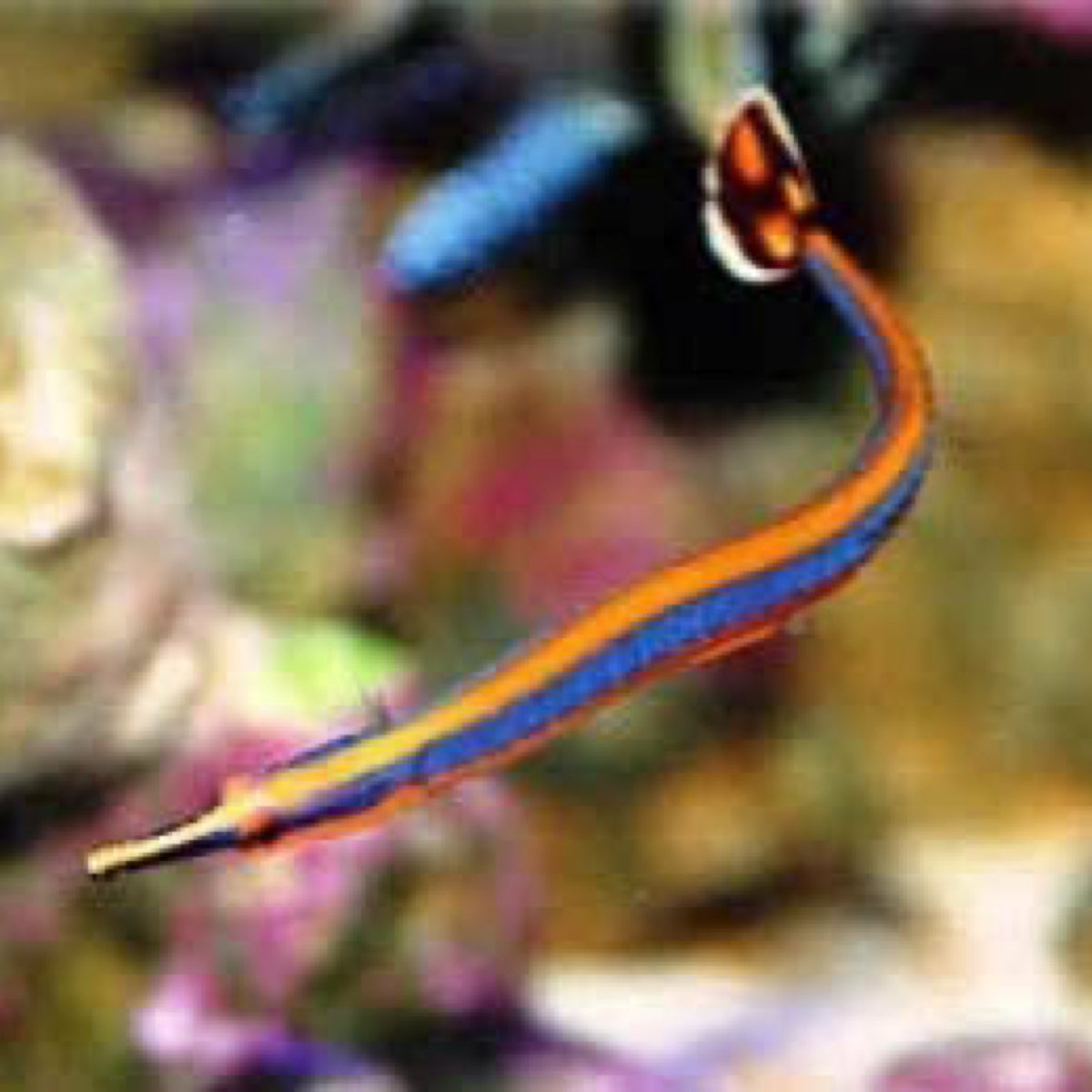 Blue Pipefish