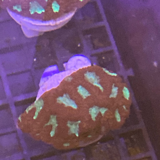 War coral