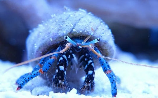 Dwarf Hermit Crab