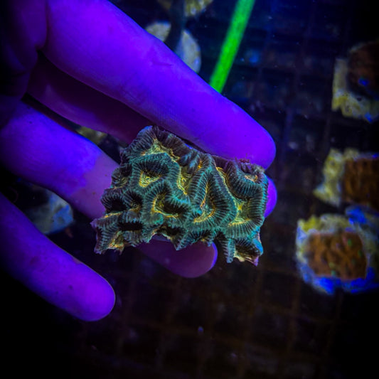 Molten Core Platygyra Frag (86)
