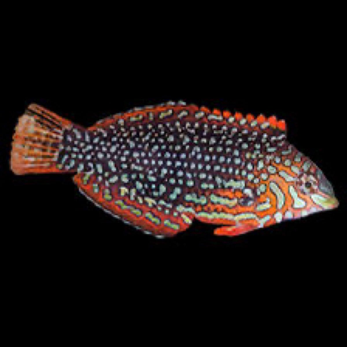 Ornate Leopard Wrasse