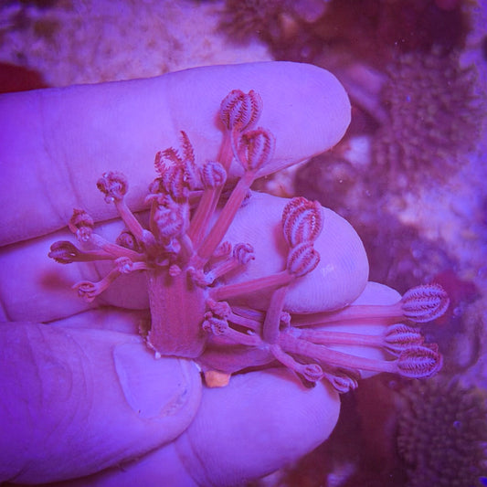 Pulsing Xenia [34]