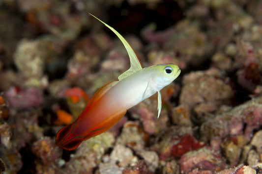 Red Firefish
