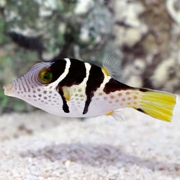 Valentini puffer