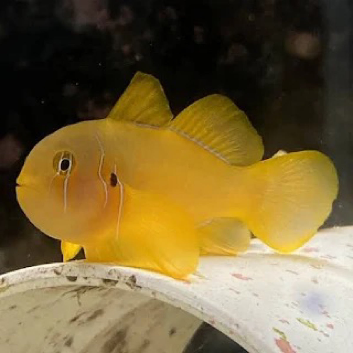 Citron/saffron Goby