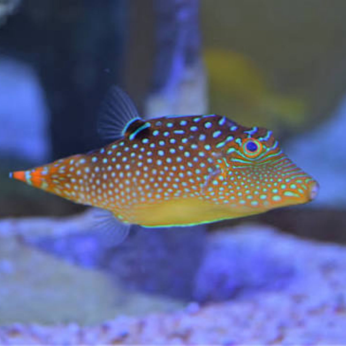 Blue spot puffer