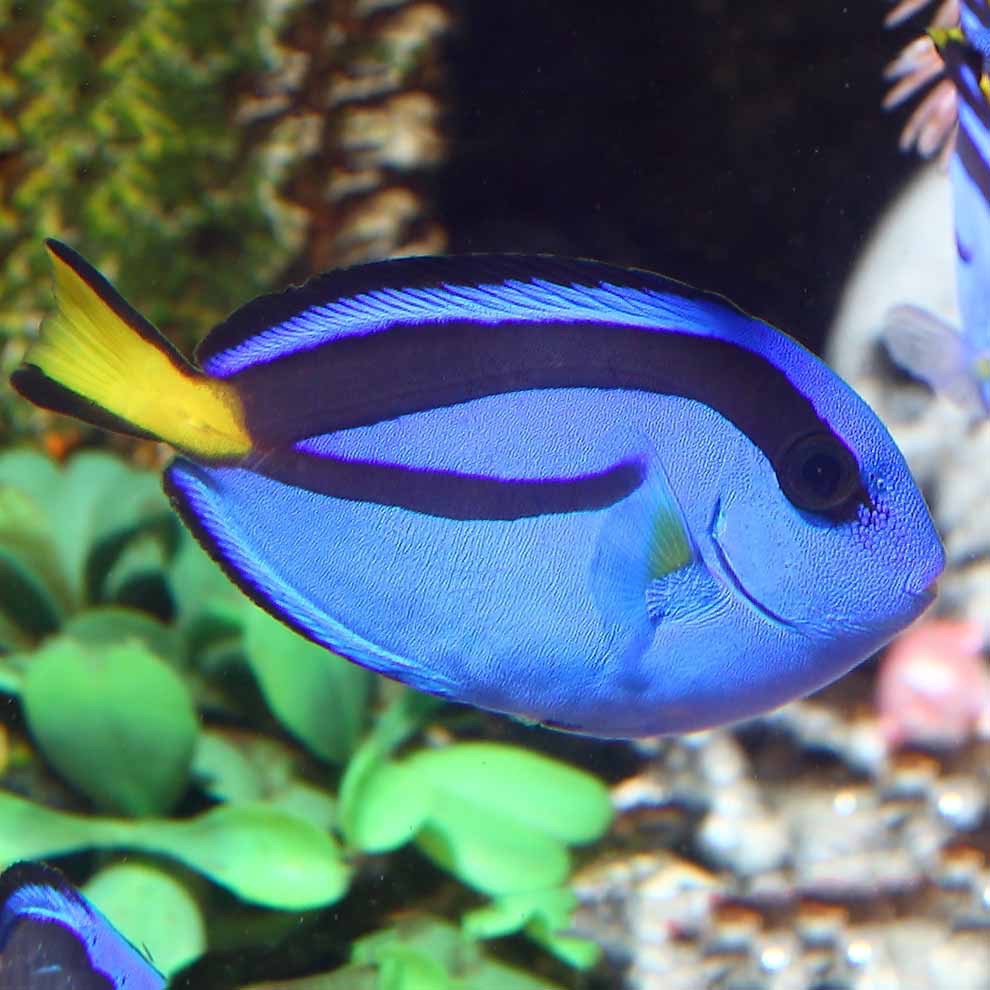 Regal Tang