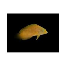 Banana Pygmy Basslet