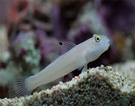 Chalk Goby