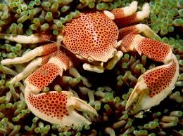 Pink Anemone Porceline Crab